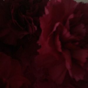 Meet your Posher, Fariba